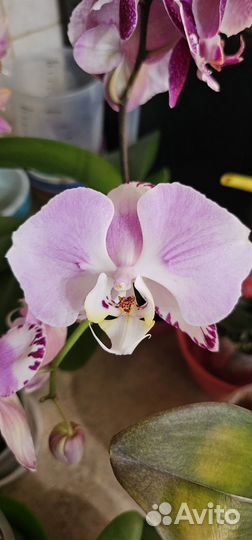Орхидея фаленопсис бабочка