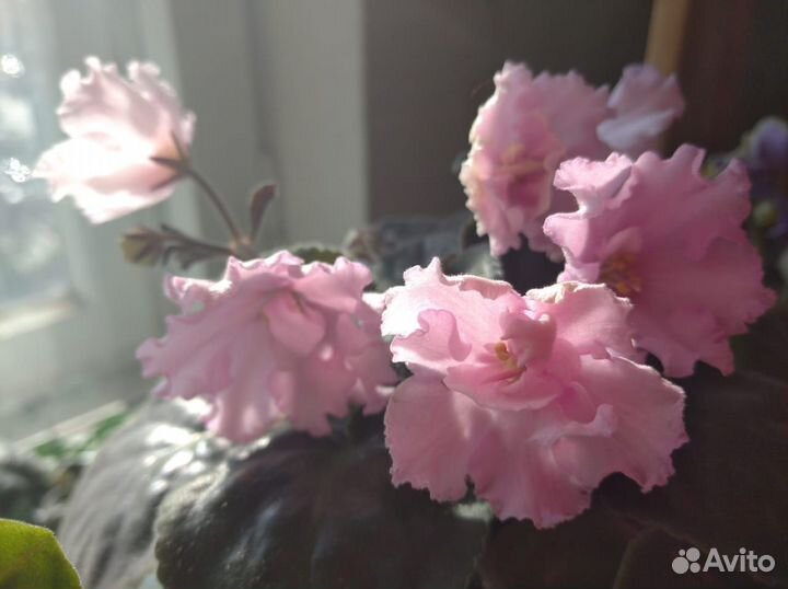 Лист на срез. Фиалки сортовые