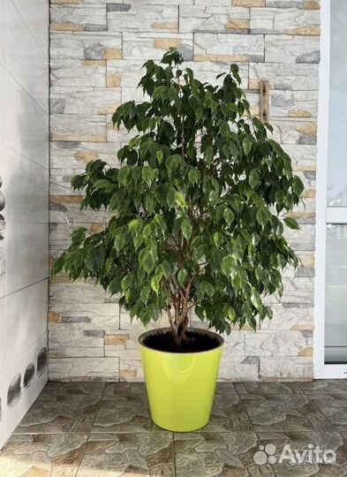 Фикус Бенджамина Регидан