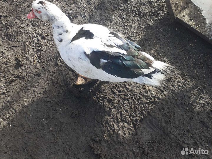 Мускусные утки тяжелые линии европейские