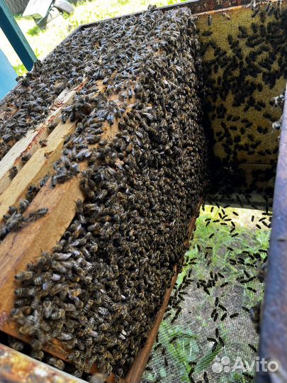 Мёд Майский, Липа, цветочный