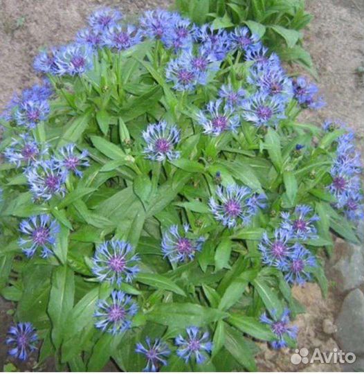 Вербейник,василек,ромашка