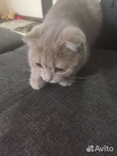Кошечка в добрые руки