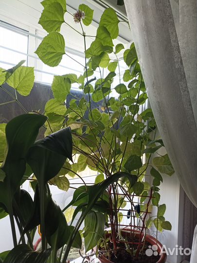 Клеродендрум филиппинский