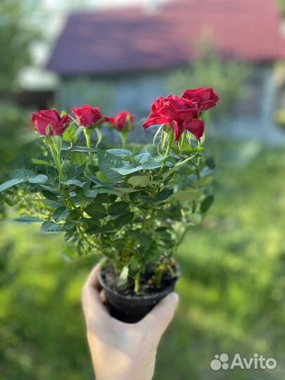 Роза Кордана