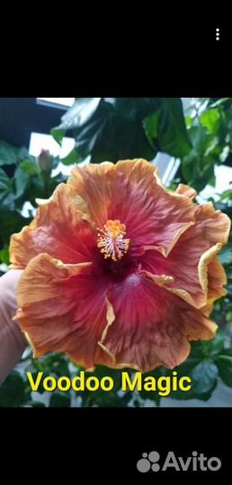 Гибискусы флоридские