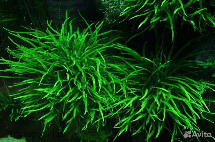 Папоротник.анубиасы.мох