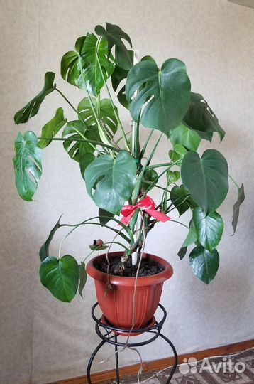 Комнатные растения цветы большие