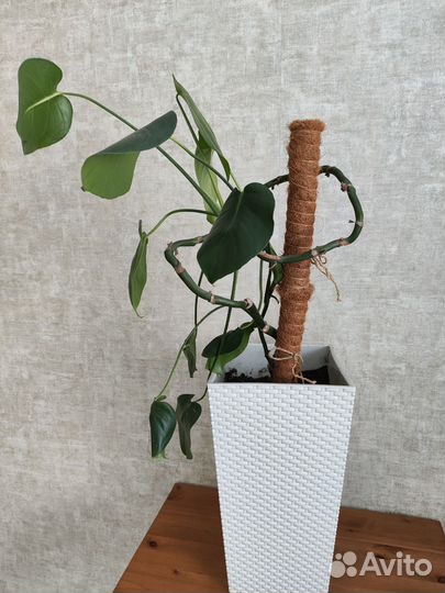 Монстера с горшком