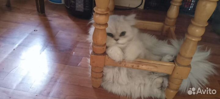 Котик персидской шиншиллы