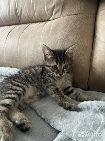 Кошка в дар бесплатно