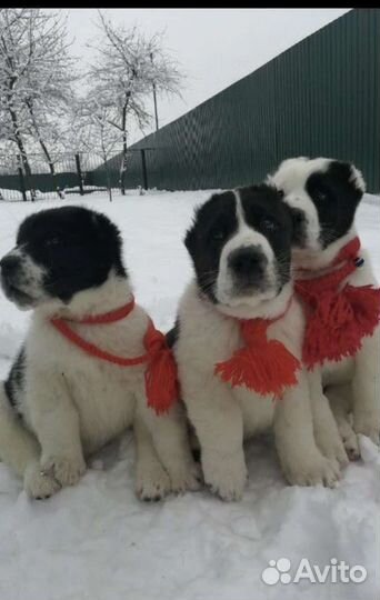 Алабай на вязку