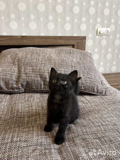 Шотландская кошечка