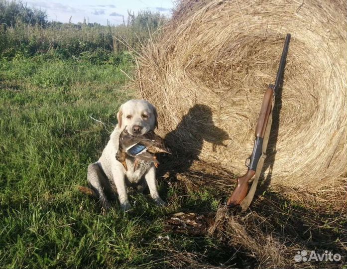 Кобель лабрадор для вязки