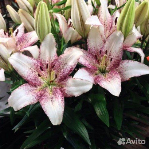 Тепличный комплекс