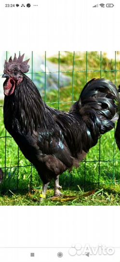 Молодые петухи