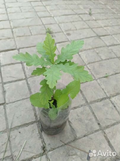 Ива,дуб,вяз