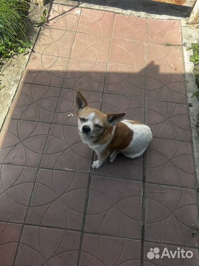 Собака потеряшка