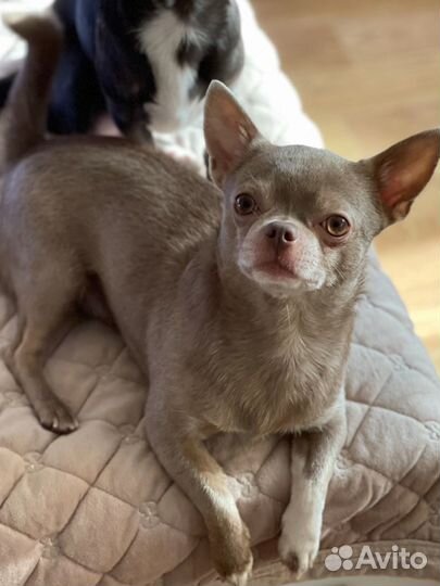 Вязка кобель чихуахуа