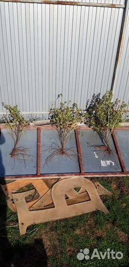 Саженцы крыжовника