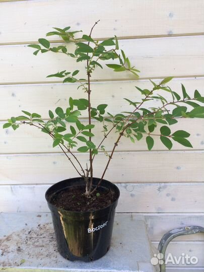 Жимолость Бакчарской селекции