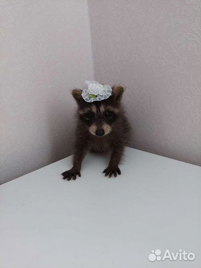 Енот
