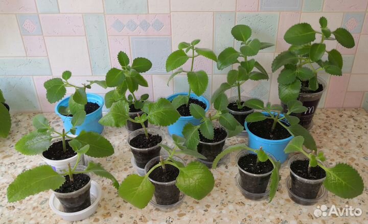 Мята, плектрантус