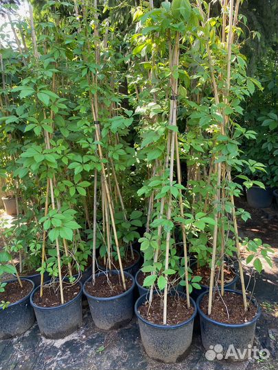 Новинка Девичий виноград 2 м+ в горшках 18 л