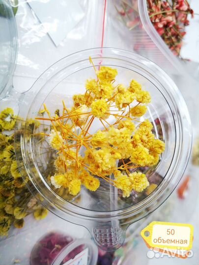 Сухоцветы для творчества