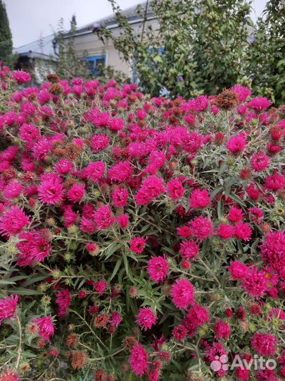 Астра многолетняя,высокая,красного цвета