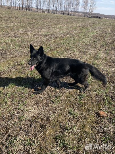 Немецкая овчарка вязка. Кобель 3 года