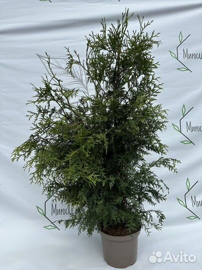 Брабант 100-120 см