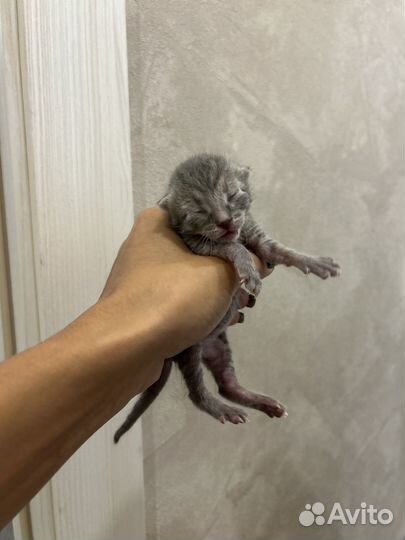 3 кота 3 хвоста котята