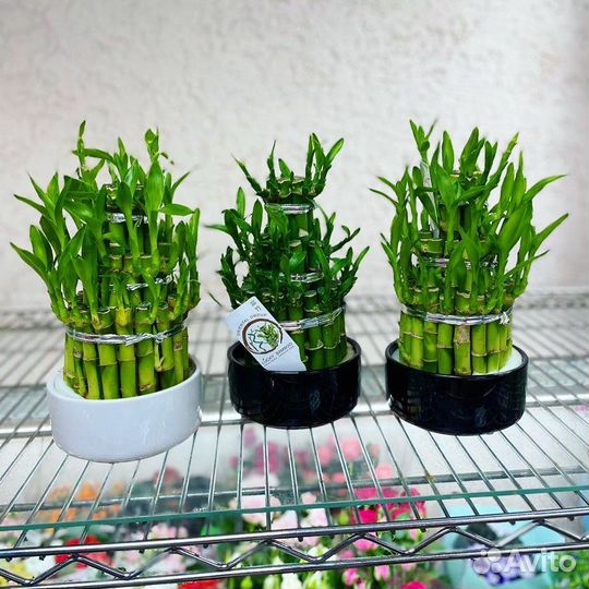 Бамбук Драцена Сандера Лаки в кашпо