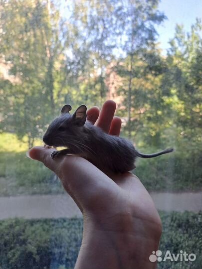 Цветные дегу