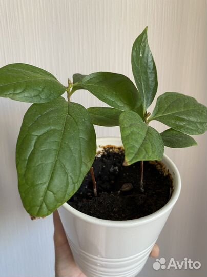 Росток хурмы