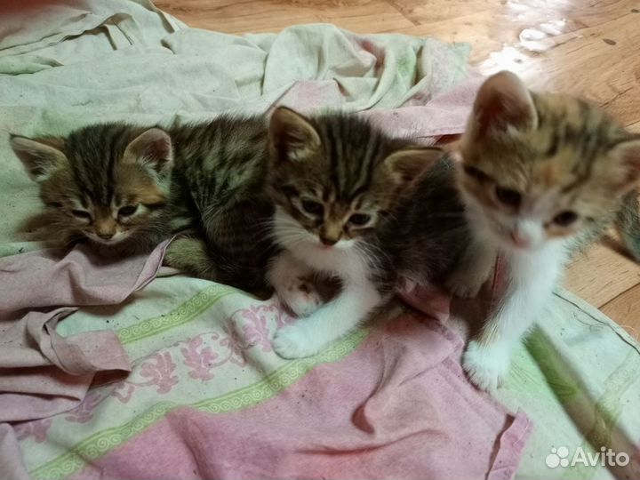 Маленькие суетологи