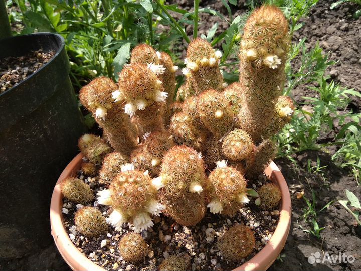 Маммилярия удлиненная