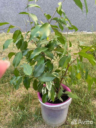 Фикус бенджамина