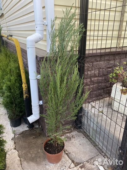 Можжевельник блю эрроу