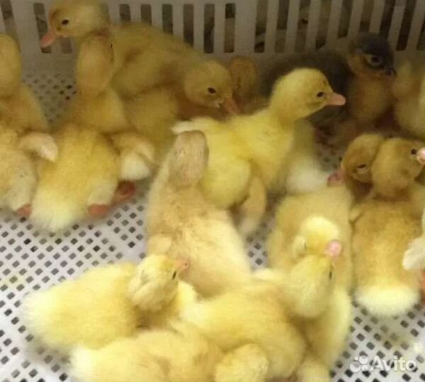Утята суточные, петушки