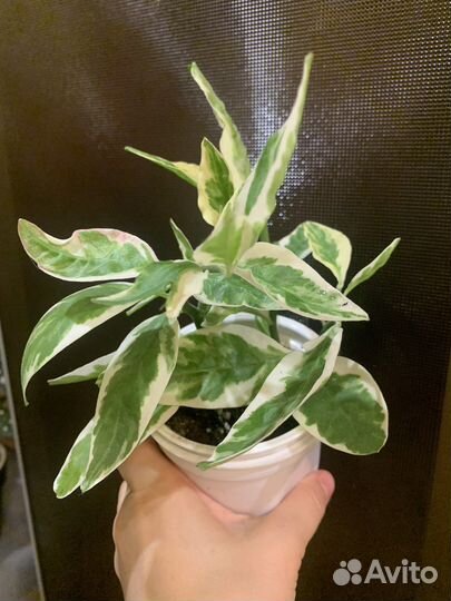 Комнатные цветы. Бегония,фикусы, педилантус