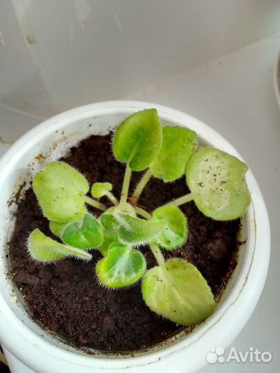 Фиалка-розовая с белым