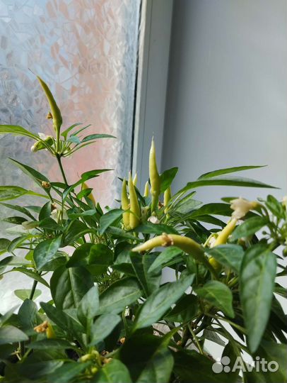 Рассада острого перца