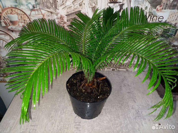 Саговник (цикас)