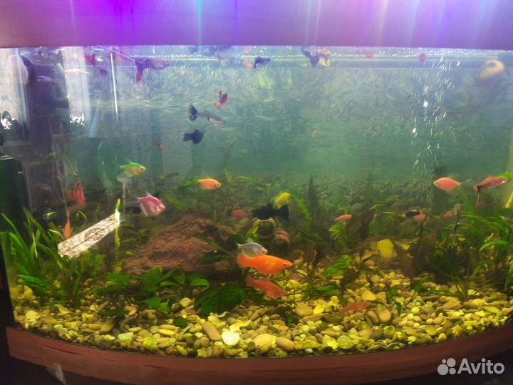Аквариум
