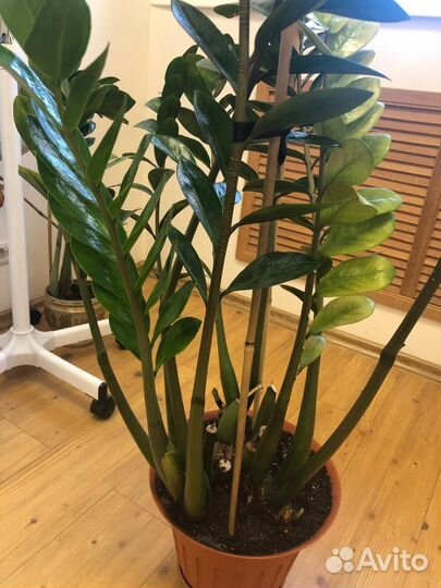 Замиокулькас