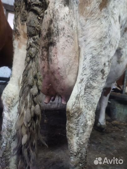 4 дойные коровы