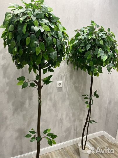 Фикус. Искусственный фикус