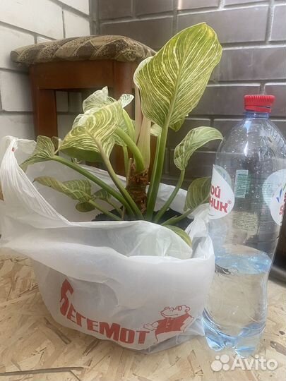 Филодендрон биркин